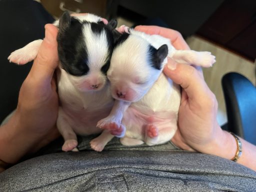 Micky (left)- Boy - May 20, 2026