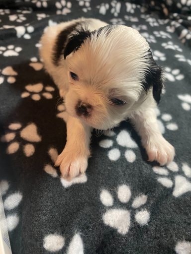 Snowy - Milou - Boy - June 6, 2026