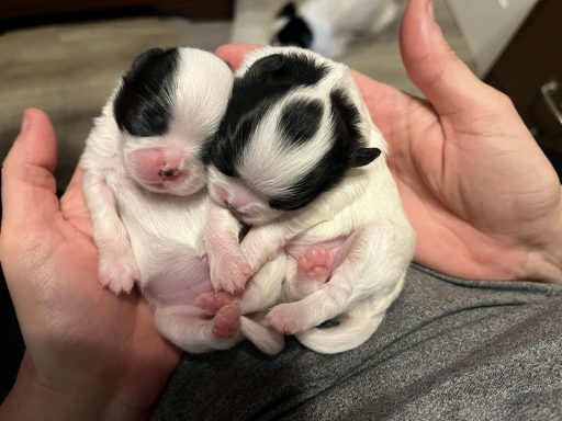 Dotty (right) May 20, 2026 Dotty (right) May 20, 2026