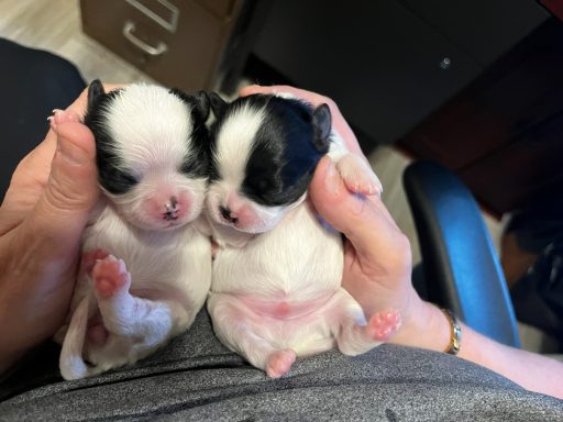 Smudge (right) - boy - May 20, 2026 Smudge (right) - boy - May 20, 2026