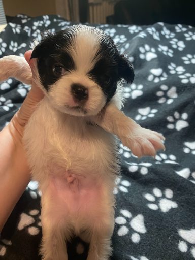 Smudge - Boy - June 6, 2026 Smudge - Boy - June 6, 2026
