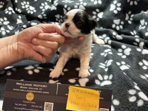 Smudge - boy - May 27, 2026 Smudge - boy - May 27, 2026