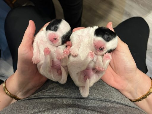 Polly (left) May 20, 2026