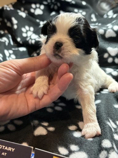 Dotty - Girl - May 27, 2026 Dotty - Girl - May 27, 2026