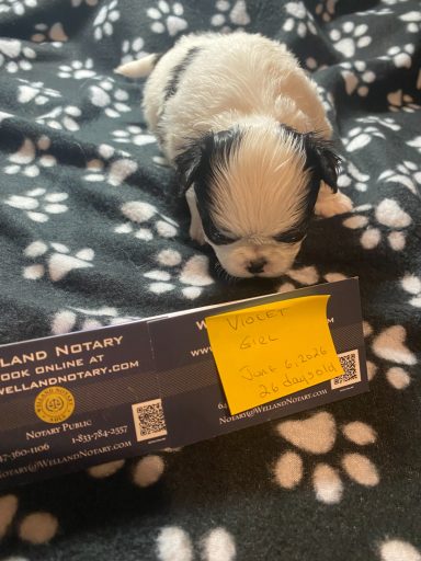 Violet - Girl - June 6, 2026